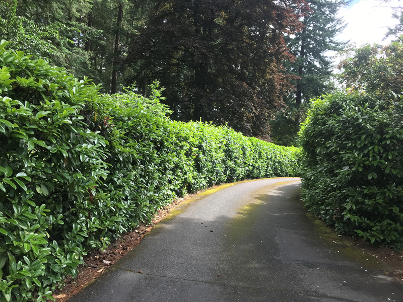 Landscaping Services Image 6